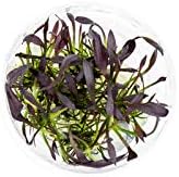 Ultum Nature Systems Echinodorus Aflame Tissue Culture Live Plant for Aquarium, Aquascape, Freshwater Fish Tanks - 100% Snail Free in Vitro