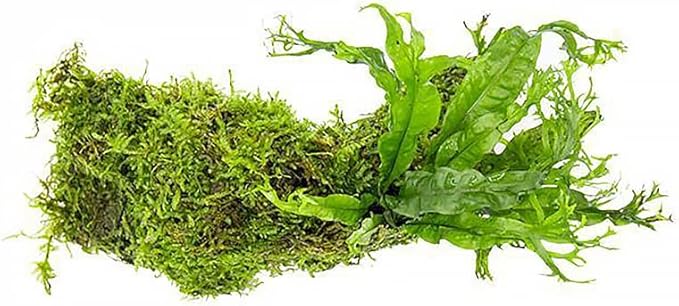 Live Aquarium Plants on Driftwood, Lava Rock, Moss, Fiber Mat - Freshwater Fish Tanks - Easy, Beginner Friendly (Java Fern Windelov with Moss, Driftwood (Medium))