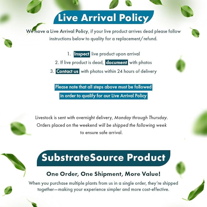 Live Plants – Ludwigia Ovalis – Moderate to High Light, Green to Orange, Midground Accent – Lead Bunch, 4 Pack