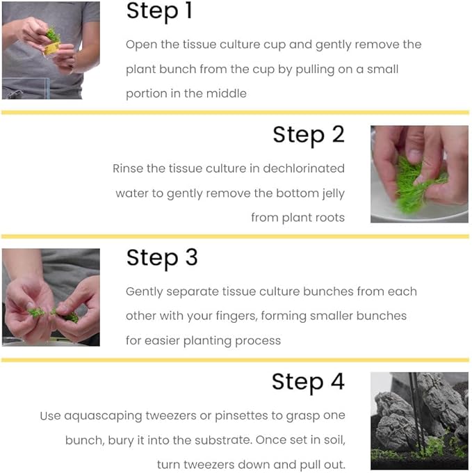 UNS Snail Free TC Rotala Rotundifolia (Rotala rotundifolia) - Medium to High Light, Green to Pink Accent Aquatic Stem Plant, Midground to Background Placement - Tissue Culture, 1 Pack