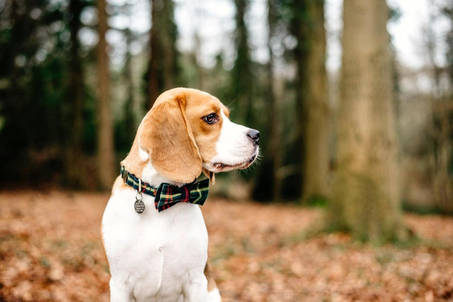 Lionet Paws Christmas Dog Collar with Bowtie Durable Adjustable Handmade Comfortable Bow Tie Dog Collar Cat Collar Green with Metal Buckle for XS Dogs Cats,Girl Boy,Festival,Holiday Style,Neck 8-12in