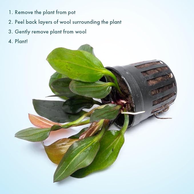 Live Plants - Echinodorus ‘Red Phoenix’ (Echinodorus sp.) - Medium to High Light, Red Green, Midground to Background Placement, Freshwater Aquascaping Aquatic Plant - Pot