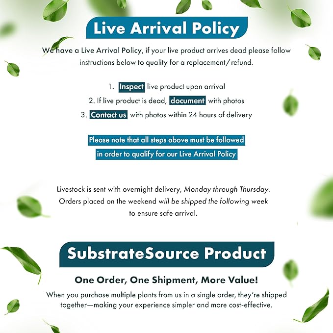 Live Plants - Staurogyne Bihar (Staurogyne sp. Bihar) - Moderate to High Light Aquarium Display, Olive Green Accent, Foreground to Midground Aquascaping - Pot