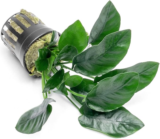 Anubias Live Aquarium Plants - Potted Freshwater Plant for Fish Tanks, Terrariums - Beginner Friendly Low Light (Nana, 1 Pot)