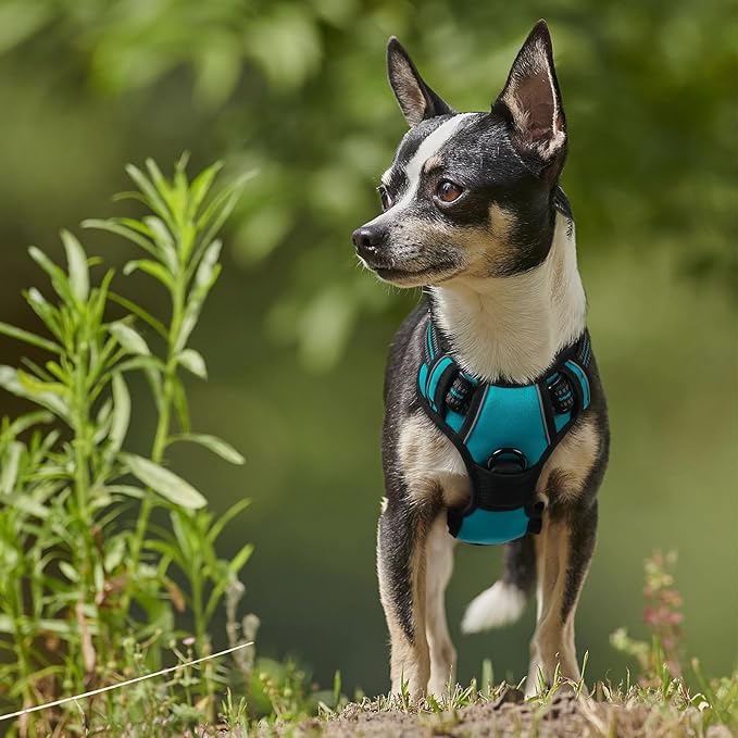 rabbitgoo Dog Harness No Pull with 2 Leash Clips, Adjustable Soft Padded, Reflective Oxford No Choke Pet Vest with Easy Control Handle for Puppy, Teal, XS