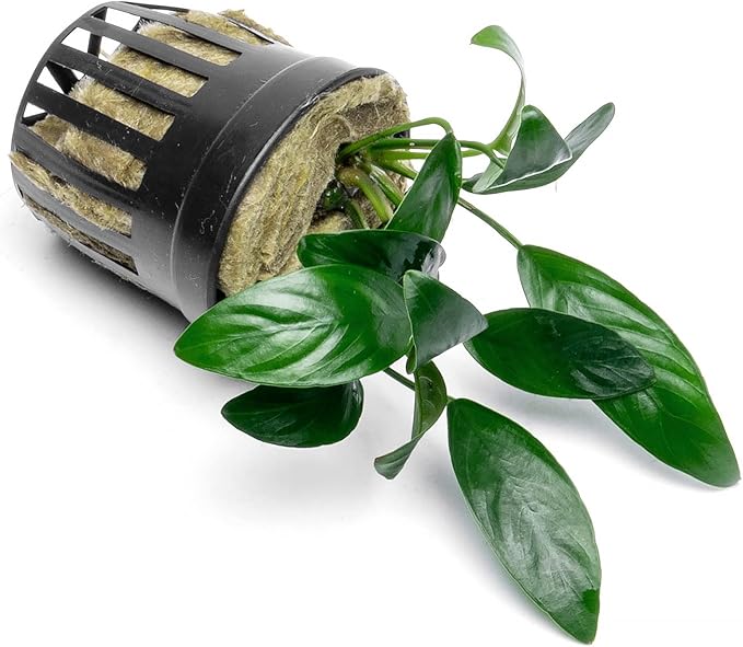 Anubias Live Aquarium Plants - Potted Freshwater Plant for Fish Tanks, Terrariums - Beginner Friendly Low Light (Congensis Mini, 1 Pot)