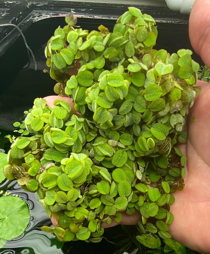 Huge Portion Salvinia Minima Water Spangles Live Floating Aquarium Plant Live Awesome Aquatic