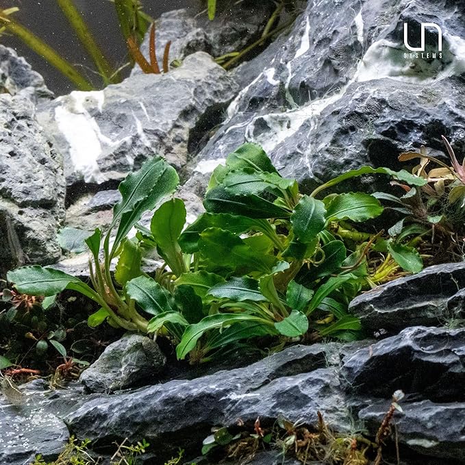 Ultum Nature Systems Live Tissue Culture - Bucephalandra Kedagang Round Mini - Easy Care - Low to Medium Light - Dark Green and Red Accent - Foreground - 100% Snail Free Grown in-Vitro - Small Cup