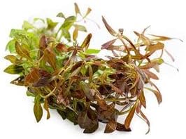 Live Aquarium Stem Plants - Freshwater Aquatic Plant for Fish Tanks, Aquascaping - (Needle Leaf Ludwigia Arcuata, 4 Bunches)