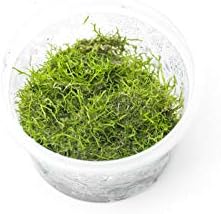 Riccia fluitans in Vitro Tissue Culture Small Cup