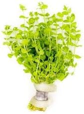 Live Aquarium Stem Plants - Freshwater Aquatic Plant for Fish Tanks, Aquascaping - (Micranthemum Umbrosum Giant Baby Tears, 1 Bunch)