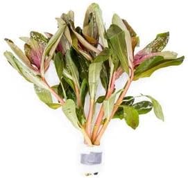 Live Aquarium Stem Plants - Freshwater Aquatic Plant for Fish Tanks, Aquascaping - (Ammania Senegalensis, 1 Bunch)
