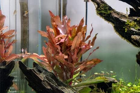 Live Aquarium Stem Plants - Freshwater Aquatic Plant for Fish Tanks, Aquascaping - (Ammania Senegalensis, 1 Bunch)
