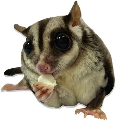 Yogu Drops With Papaya (4.5 oz.) - Healthy Natural Fruit & Yogurt Treat - For Sugar Gliders, Rats, Chinchillas, Ferrets, Parrots, Hamsters, Squirrels, Hedgehogs, Guinea Pigs, Rabbits & Small Pets