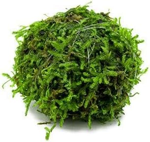 Live Aquarium Plants on Driftwood, Lava Rock, Moss, Fiber Mat - Freshwater Fish Tanks - Easy, Beginner Friendly Vesicularia Montagnei (Floating Christmas Moss Ball)