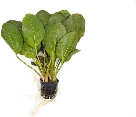 Echinodorus Fancy Twist Sword Live Plant for Freshwater Aquariums, Natural Fish Tank Decorations, and Aquatic Decor (1 Pot (2-3 Plants))