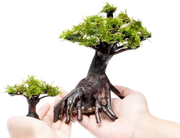 Live Aquarium Plants on Driftwood, Lava Rock, Moss, Fiber Mat - Freshwater Fish Tanks - Easy, Beginner Friendly (Moss on Bonsai Tree, Extra Small)