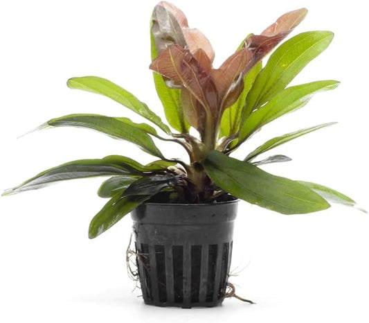 Live Plants - Echinodorus ‘Red Rubin’ (Echinodorus sp.) - Medium to High Light, Red Green, Midground to Background, Freshwater Aquascaping Aquatic Plant - Pot