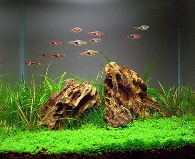 Natural Dragon Rock Carefully Selected Mixed Sizes, Decorative Aquarium Rocks, Aquarium Stones for Fish Tank (4.4lb)