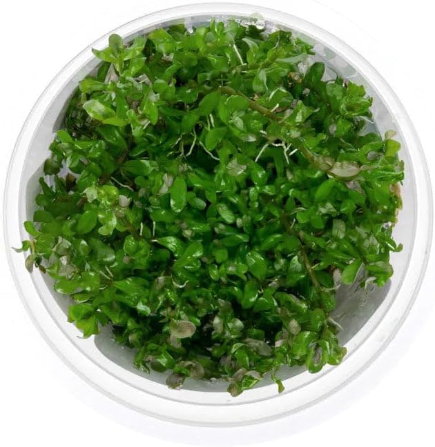 Ultum Nature Systems Live Tissue Culture - Rotala Manipurensis - Advanced - High Light - Orange-Pink Accent - Midground to Background - 100% Snail Free Grown in-Vitro - Regular Cup