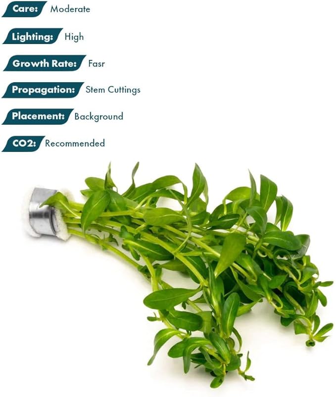 Live Plant - Ludwigia Inclinata 'Green' - Moderate Care, High Light, Bright Green Accent, Freshwater Aquatic Plant for Aquascaping - Lead Bunch