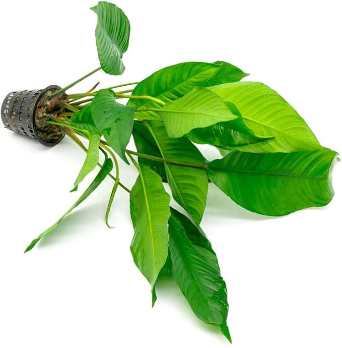 Anubias Live Aquarium Plants - Potted Freshwater Plant for Fish Tanks, Terrariums - Beginner Friendly Low Light (Heterophylla, Mother Plant)