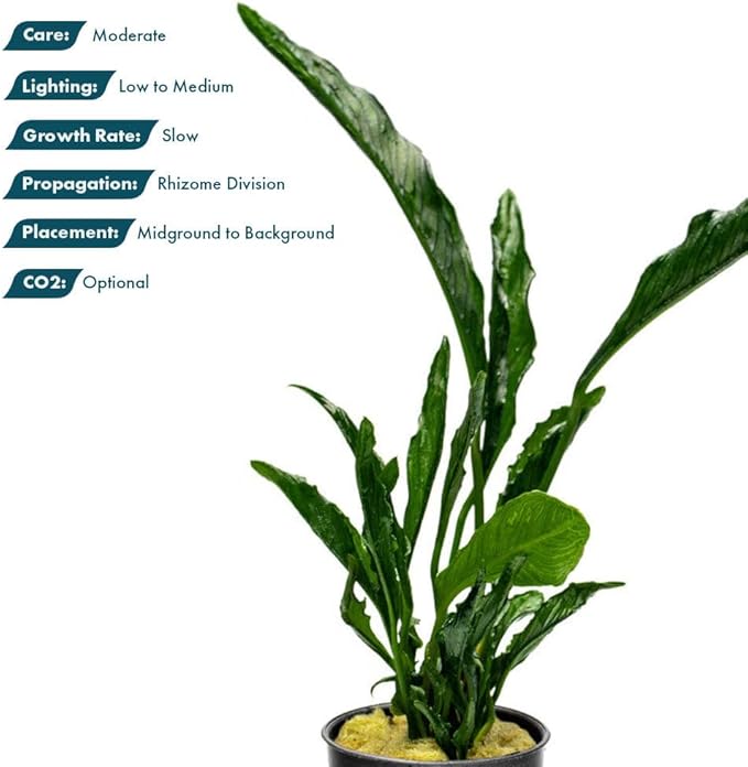 Live Jungle Plants - Anubias Heterophylla ‘Supernova’ - Large Leaf Rhizome Plant for Midground to Background Freshwater Aquascapes, Low Light Accent - Pot