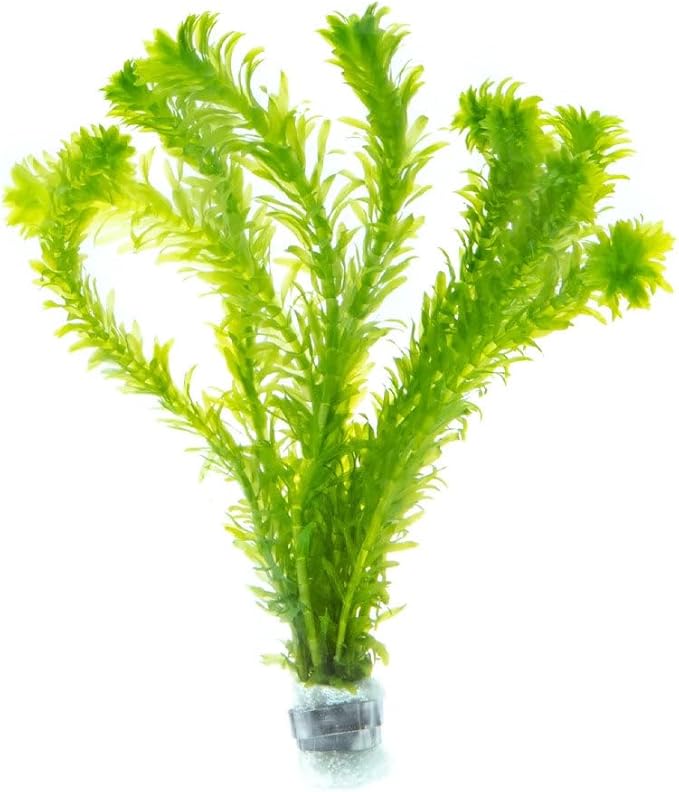 Live Plants – Anacharis (Egeria densa) – Low to Medium Light, Bright Green, Background Accent – Lead Bunch, 4 Pack