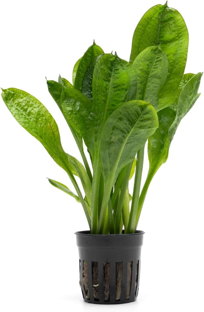 Echinodorus Parviflorus Rosette Sword Live Plant for Freshwater Aquariums, Natural Fish Tank Decorations, and Aquatic Decor (1 Pot (2-3 Plants))