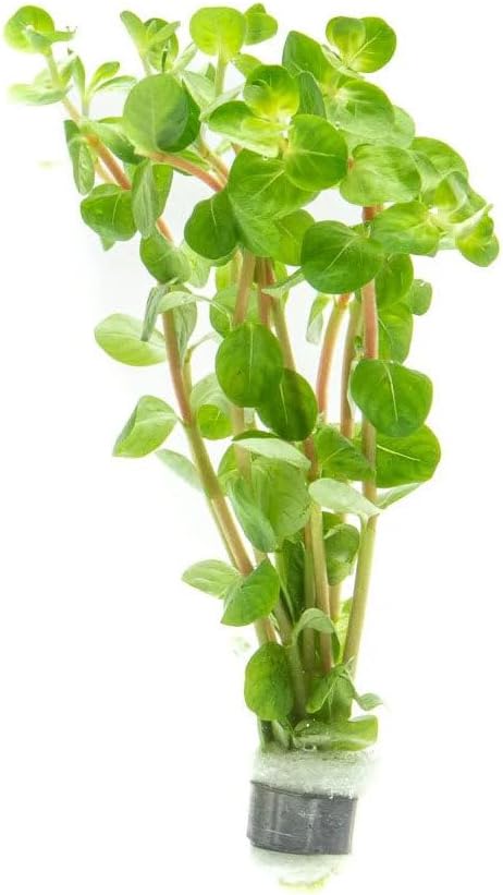 Live Plants - Fujian Rotala (Rotala Fujian) - Medium to High Light, Light Green to Pinkish-Red Accent Freshwater Aquatic Stem Plant, Midground to Background Placement - Pot, 4 Pack