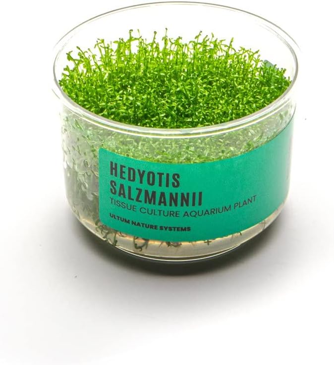 Ultum Nature Systems Hedyotis Salzmannii Tissue Culture Live Plant for Aquarium, Freshwater Fish Tank, Aquascaping - 100% Snail Free in Vitro