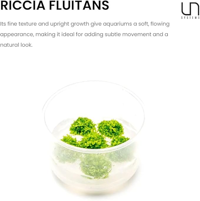 UNS Snail Free TC Floating Crystalwort (Riccia fluitans) - Medium to High Light, Bright Green Accent, Floating Liverwort, Foreground or Floating Placement - Tissue Culture, 1 Pack