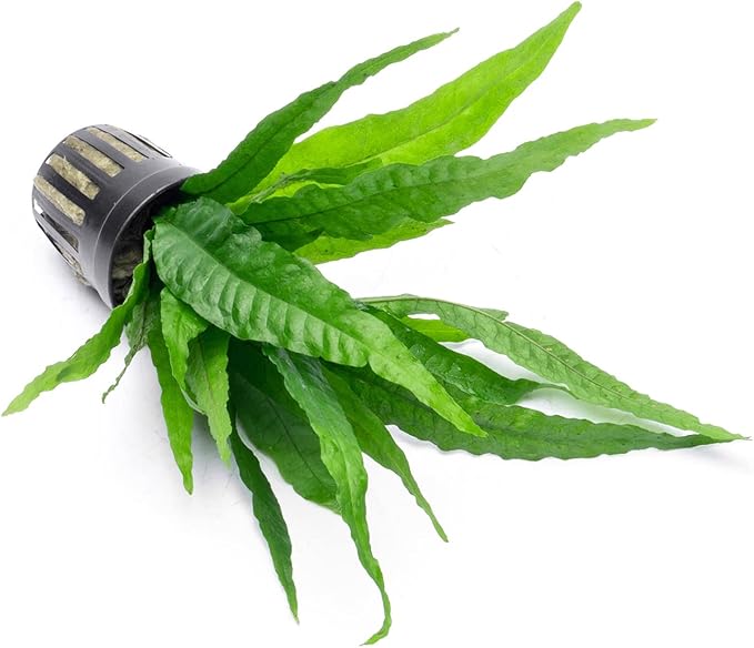 Java Fern Live Aquarium Plants - Potted Freshwater Plant for Fish Tanks - Beginner Friendly, Low Light (Java Fern, 3 Pots)