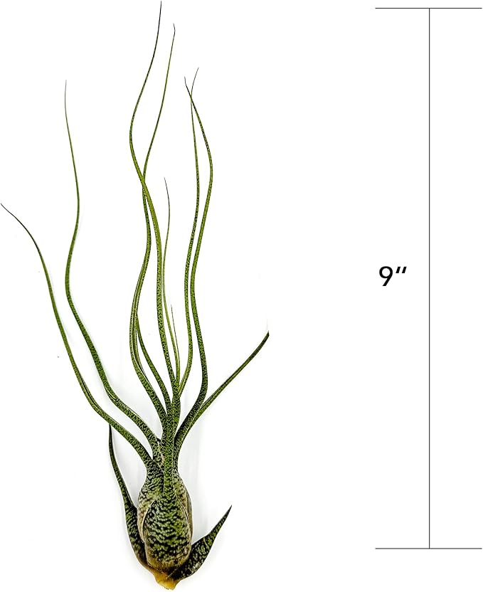 Live Air Plants - Tillandsia Butzii, Jumbo 7-9" - 3ct - Live Arrival Guaranteed - House Plants for Home Decor & Gift
