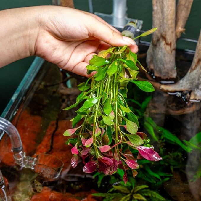 Live Plant - Ludwigia Ovalis - Easy Care, Moderate to High Light, Green to Orange Accent, Freshwater Aquatic Plant for Aquascaping - Lead Bunch