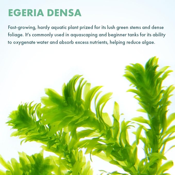 Live Plants – Anacharis (Egeria densa) – Low to Medium Light, Bright Green, Background Accent – Lead Bunch, 4 Pack