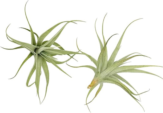 Live Air Plants - Tillandsia Albida 3-5" - 2ct – ragnaroc Live Indoor Plant - Live Arrival Guaranteed - House Plants for Home Decor & Gift