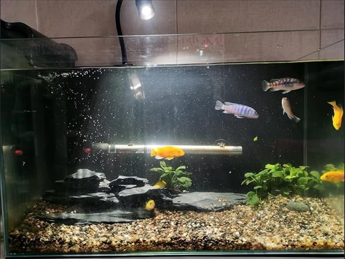 Natural Slate Stone Rocks 2 to 8 inch Aquariums Stone for Aquascaping,Terrariums, Reptile Enclosures,Paludariums,and Gardens-20lb