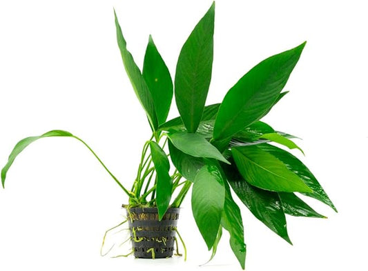 Anubias Live Aquarium Plants - Potted Freshwater Plant for Fish Tanks, Terrariums - Beginner Friendly Low Light (Congensis, Mother Plant)