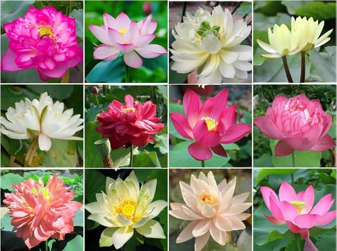 160 Sacred Lotus Seeds for Planting in Water Mixed Flower Color Pink Red White Yellow Multicolor Aquatic Nelumbo nucifera Bonsai Bowl Lotus Seed Lily Ponds Feature Water Gardens (160, Lotus Seed)
