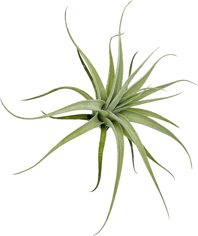 Live Air Plants - Tillandsia Albida 3-5" - 2ct – ragnaroc Live Indoor Plant - Live Arrival Guaranteed - House Plants for Home Decor & Gift