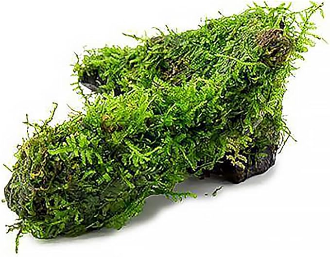 Live Aquarium Plants on Driftwood, Lava Rock, Moss Mat - Freshwater Fish Tank Plants (Christmas Moss, Driftwood (Medium))