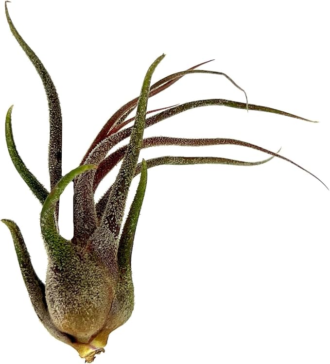 Air Plants - Tillandsia Pruinosa, Large 3-5" - 3ct - Live Arrival Guaranteed - House Plants for Home Decor & Gift