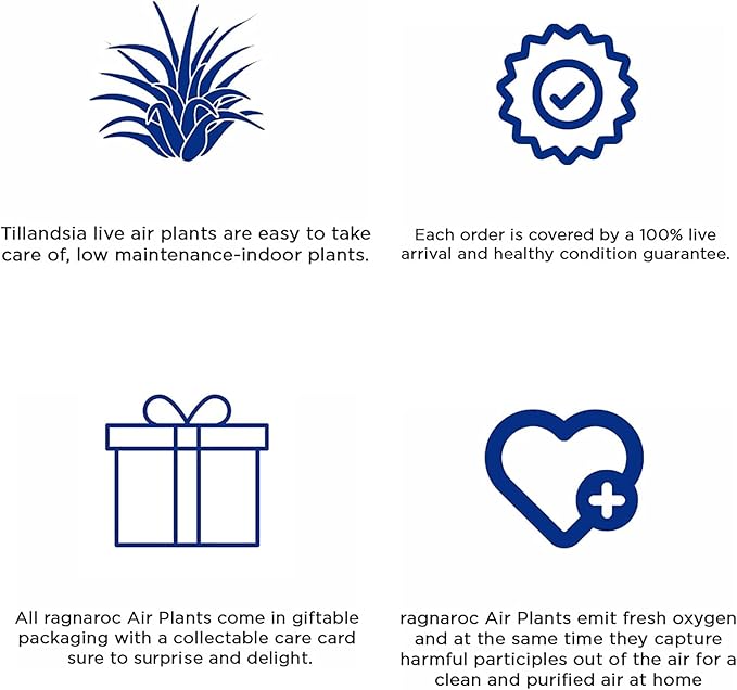 Air Plants - Tillandsia Cacticola, Jumbo 6-9" - 5ct - Live Arrival Guaranteed - House Plants for Home Decor & Gift