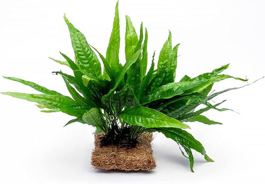 Live Aquarium Plants on Driftwood, Lava Rock, Moss, Fiber Mat - Freshwater Fish Tanks - Easy, Beginner Friendly (Java Fern, Fiber Mat (Large))