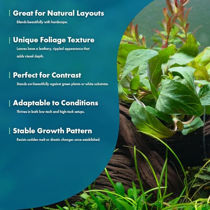 Live Plants - Staurogyne Bihar (Staurogyne sp. Bihar) - Moderate to High Light Aquarium Display, Olive Green Accent, Foreground to Midground Aquascaping - Pot