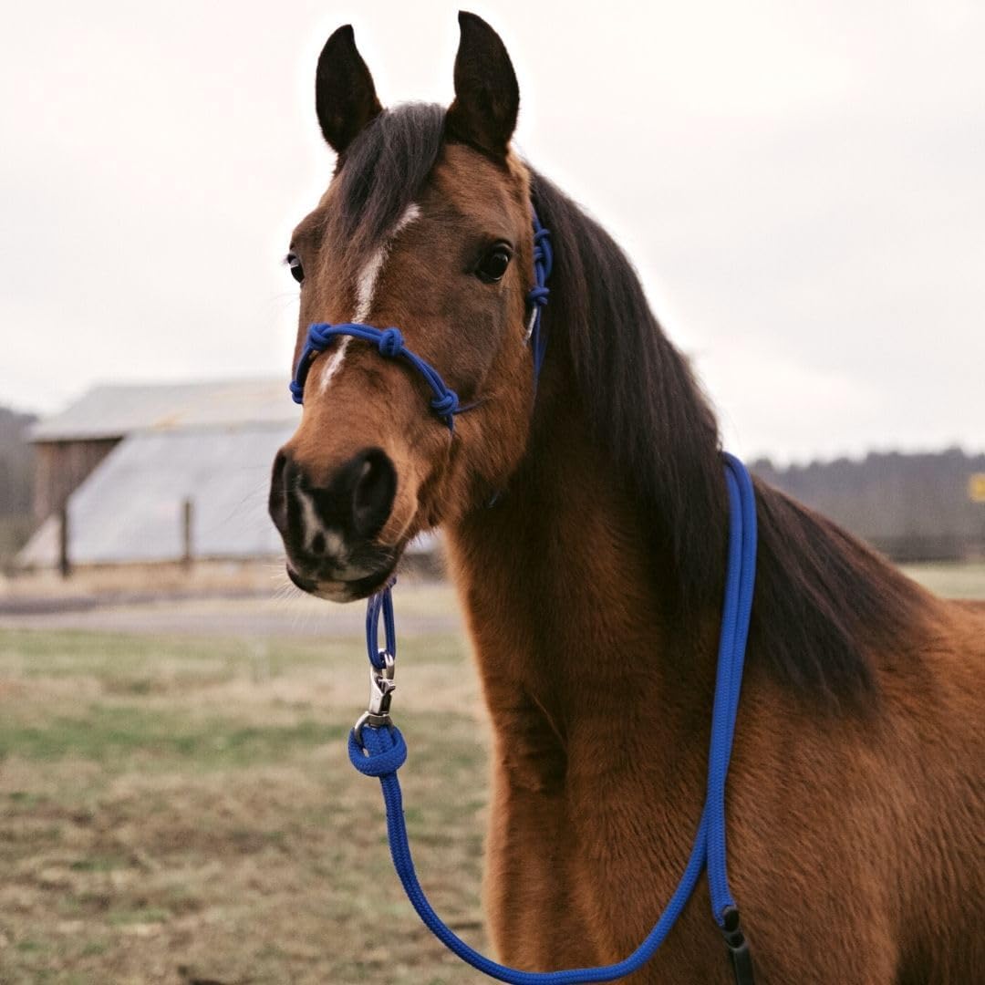 Premium 1/2" Samson EQ Yacht Braid Lead Rope with Nickel Trigger Bull Snap. Option for 12ft, 14ft and 16ft Lengths (Blue, 12 FT)
