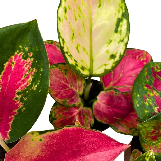 BubbleBlooms Aglaonema Assortment 2 inch Set of 4