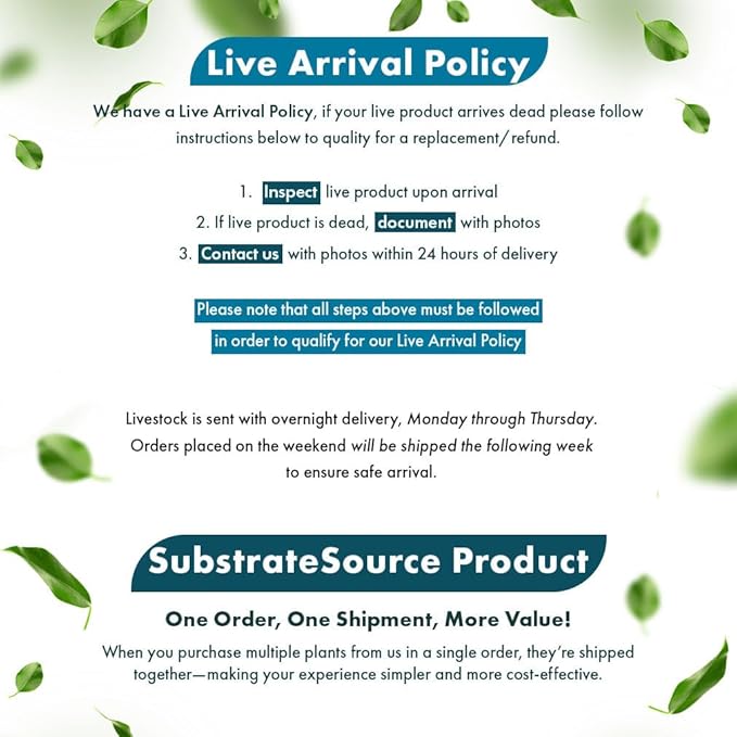 Live Plants – Mini Rice Paddy Herb (Limnophila aromatica) – Medium to High Light, Green to Reddish-Purple, Midground Accent – Lead Bunch, 1 Pack