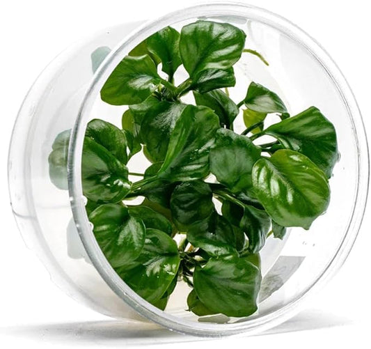 UNS Snail Free TC Anubias Golden Coin (Anubias sp.) – Low Light, Bright Green Color, Foreground to Midground Aquarium Placement for Beginner, Rounded Leaf - Tissue Culture, 1 Pack